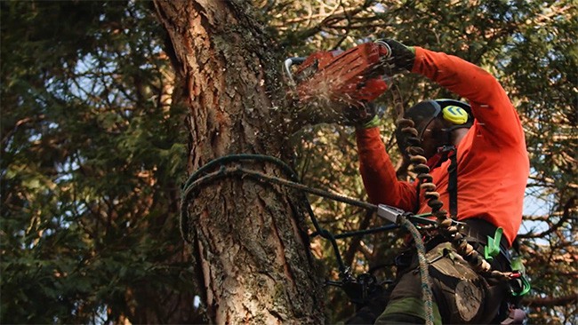 On The Job with Landmark Tree Care